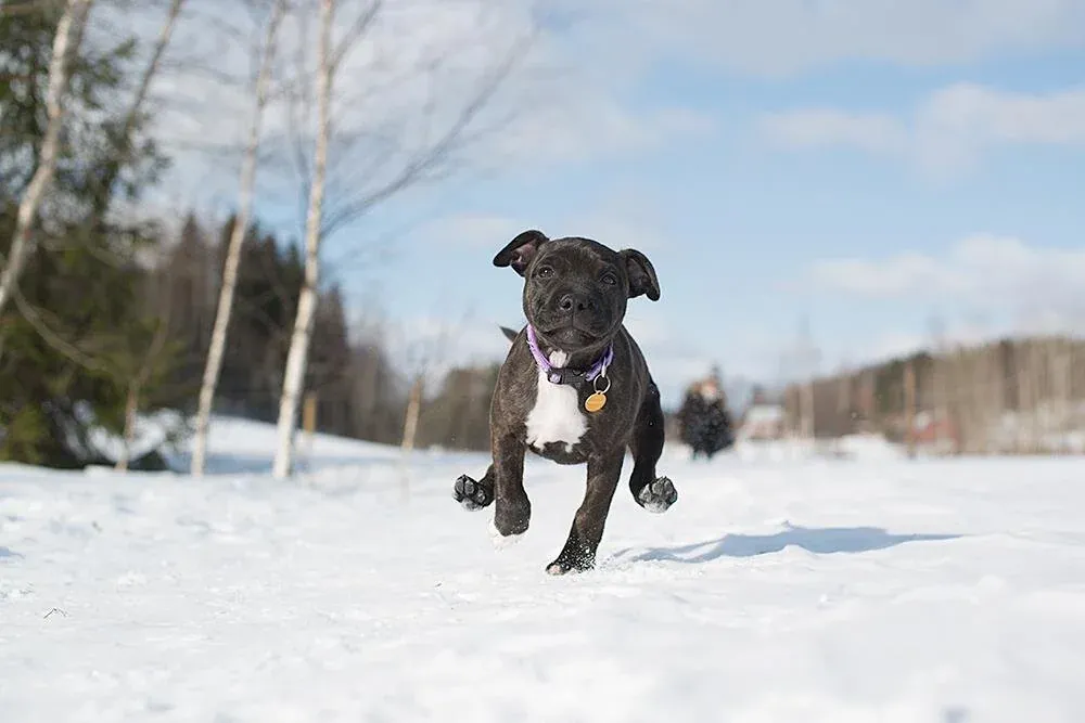 1674498541312 IKRXS243DCWFF1BPGSMD image asset