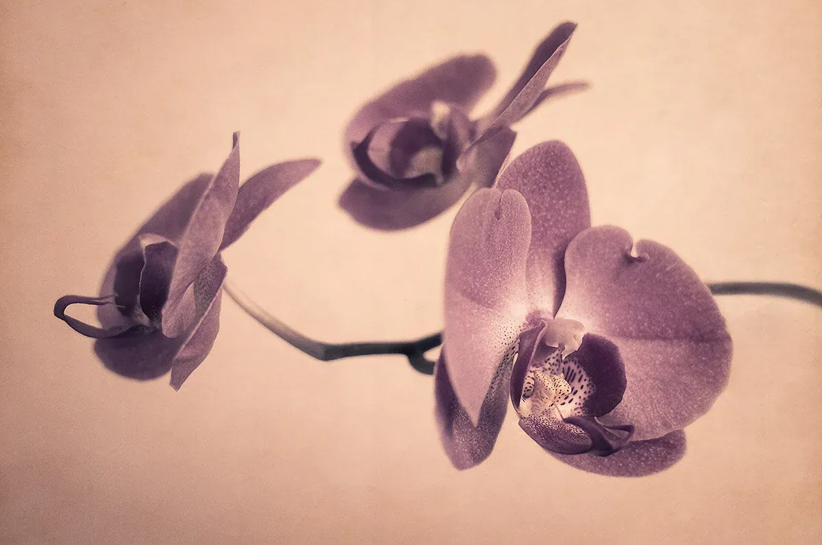 New Camera - New Photos - Ricoh GR