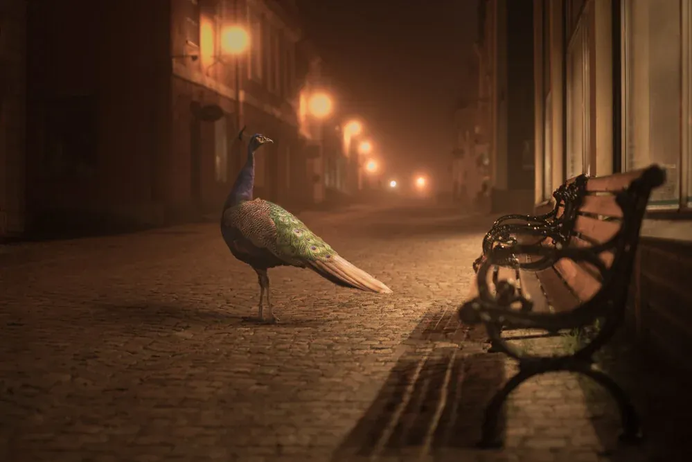 Mikko Lagerstedt - Night Animals - Peacock