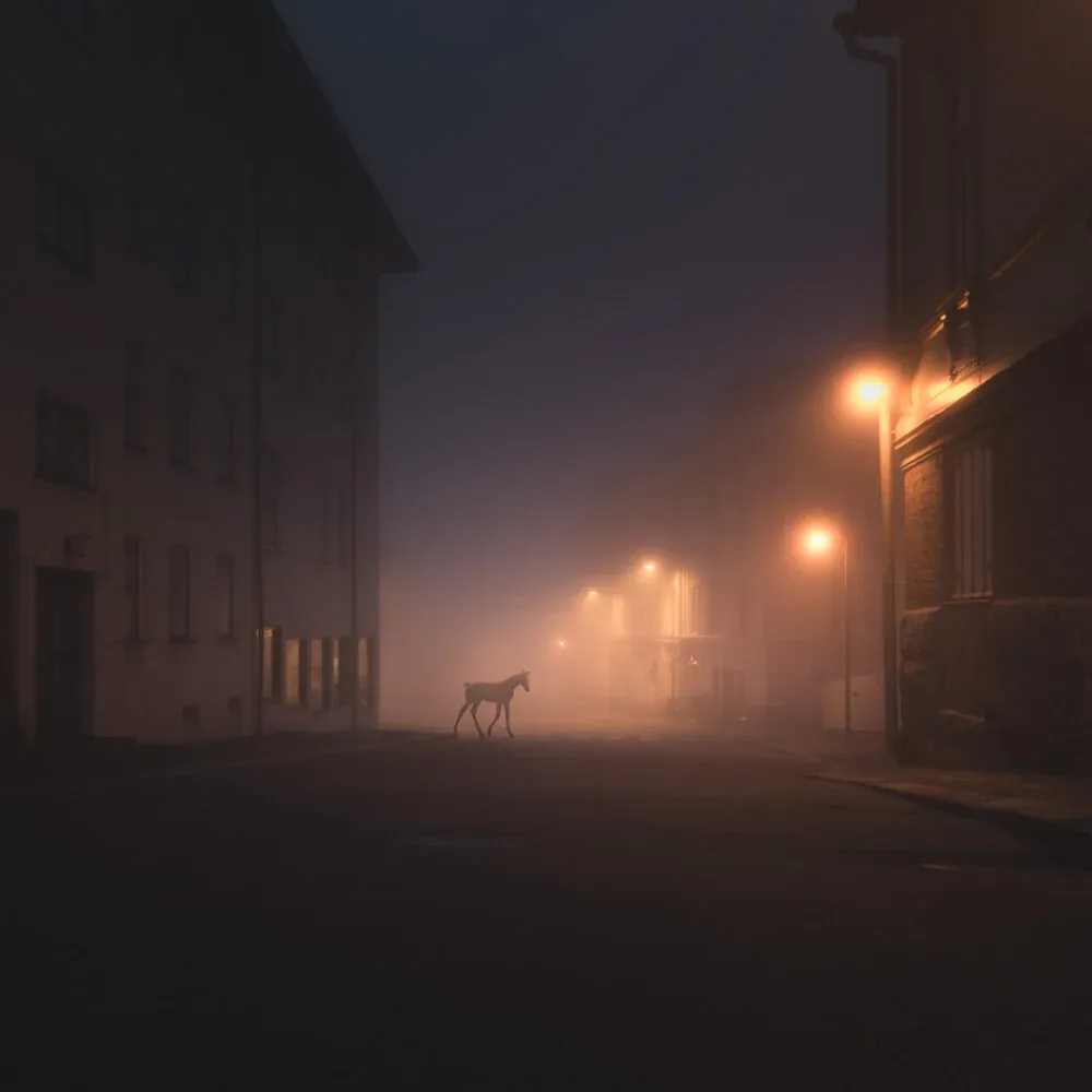 Mikko Lagerstedt - Night Animals - Foal
