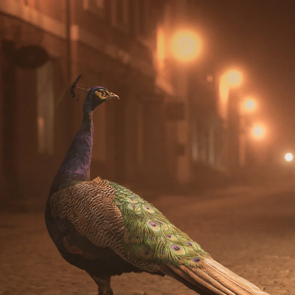 Award - International Photography Awards (IPA)