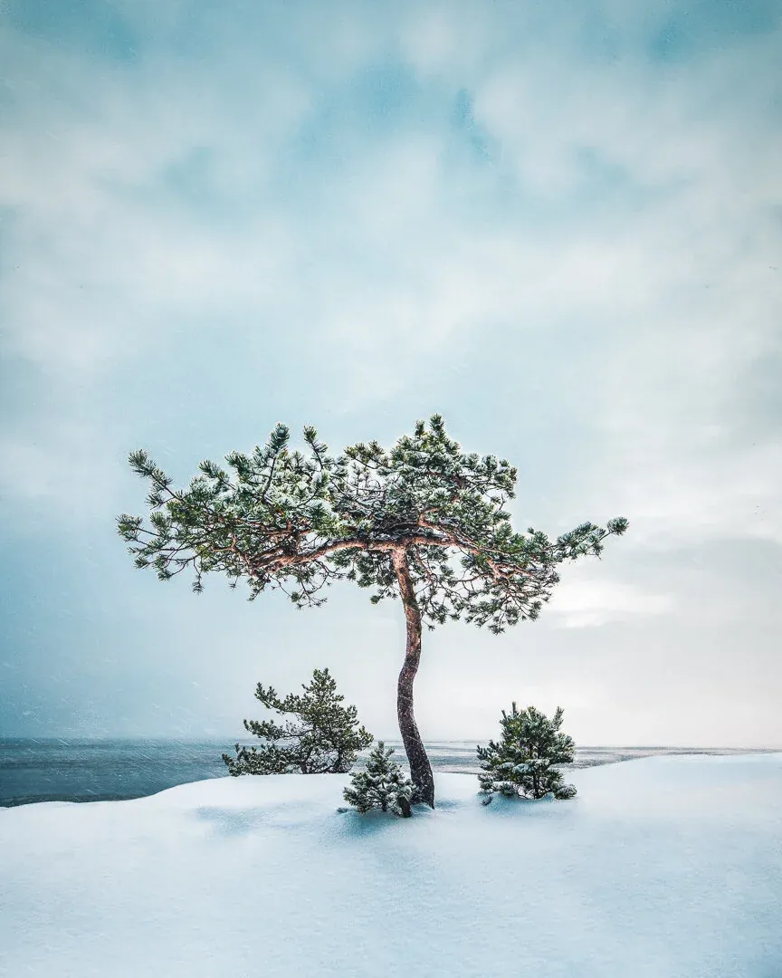 Lonely Tree - A beautiful day on the coast of Finland