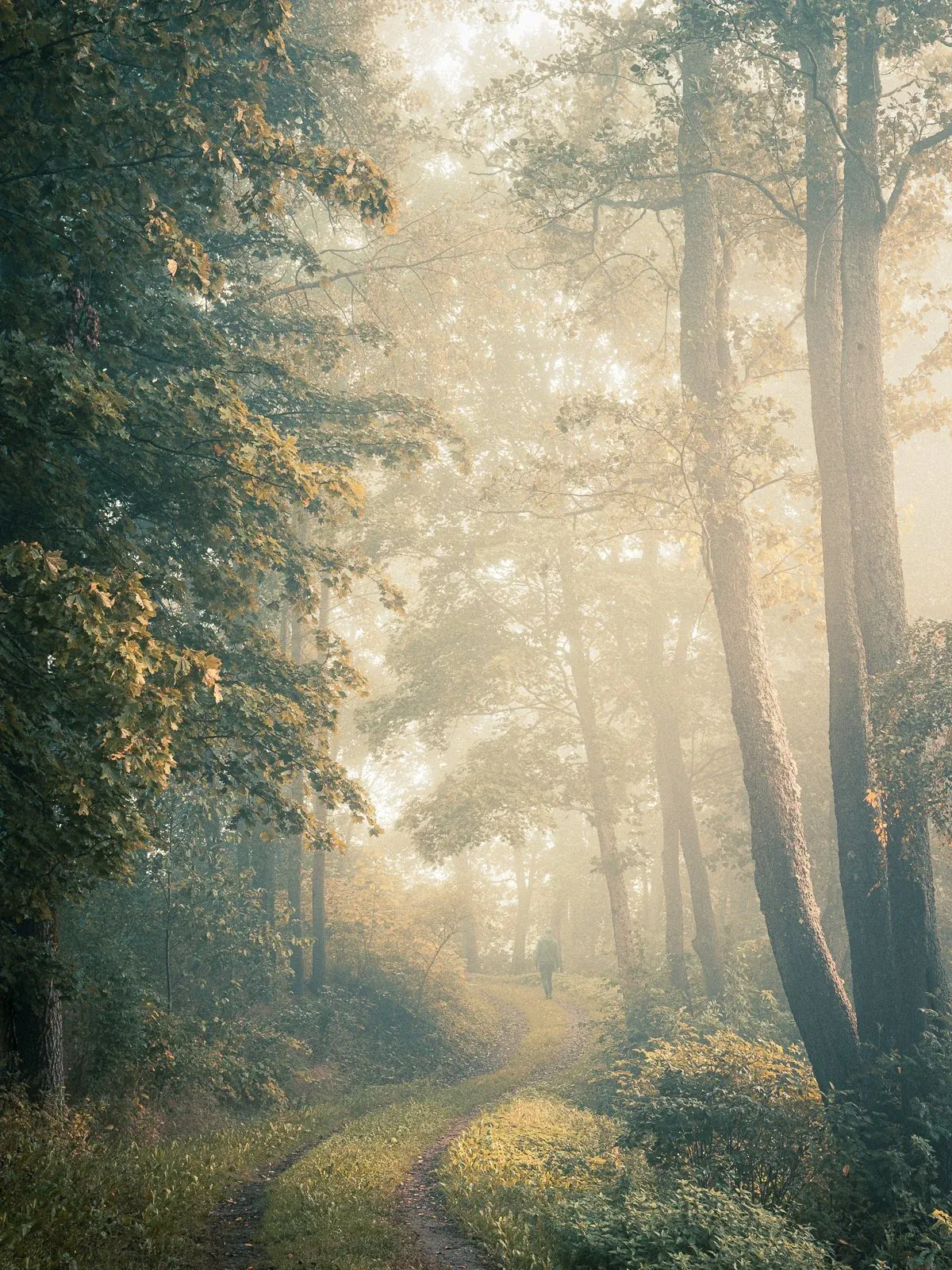 Mikko Lagerstedt – Embracing Light, 2023Nikon Z8, Nikkor 24-70 mm f/2.8 & RRS TripodISO 64, 46 mm, f/8.0, 1/13 sec. – EPIC Preset Forest: At the Crossroads + Color Grading: Beef