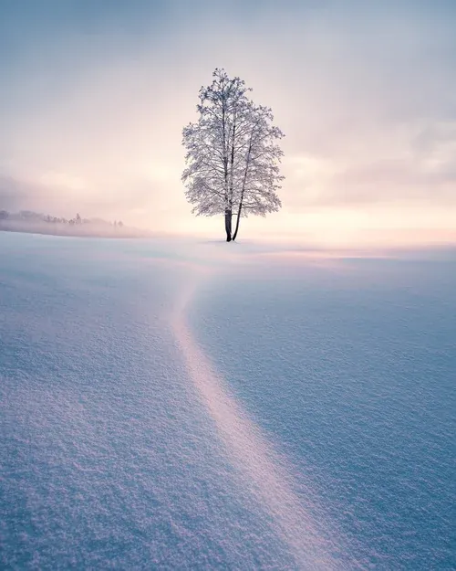 Winter Solitude