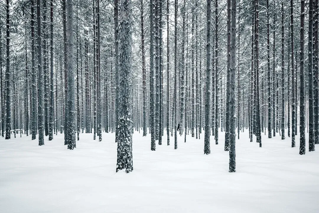 Mikko Lagerstedt – Patterns – 2015