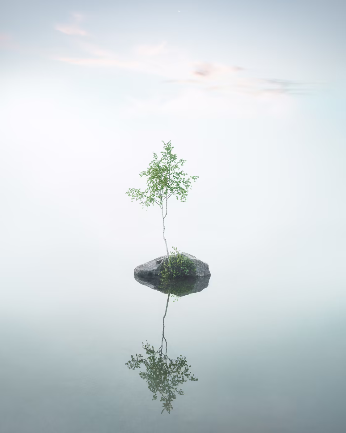 Small tree growing from a rock in a foggy pond with a soft reflection