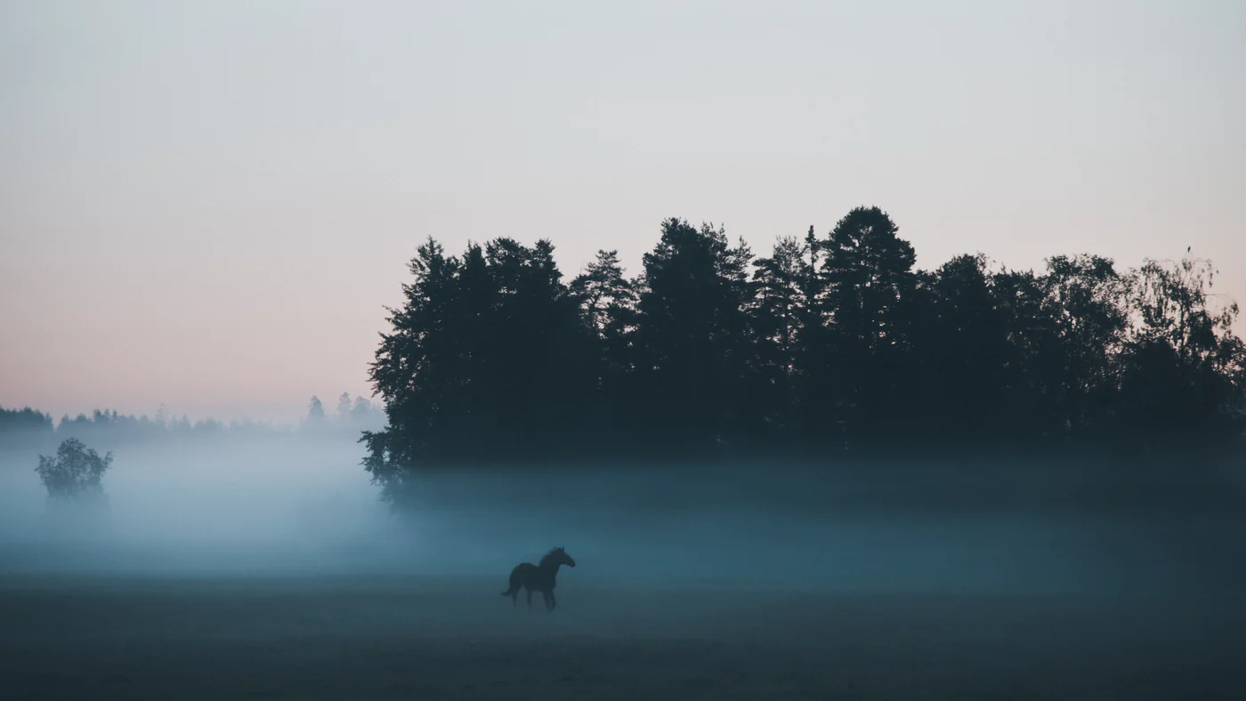 Horses standing in early morning mist in a quiet landscape
