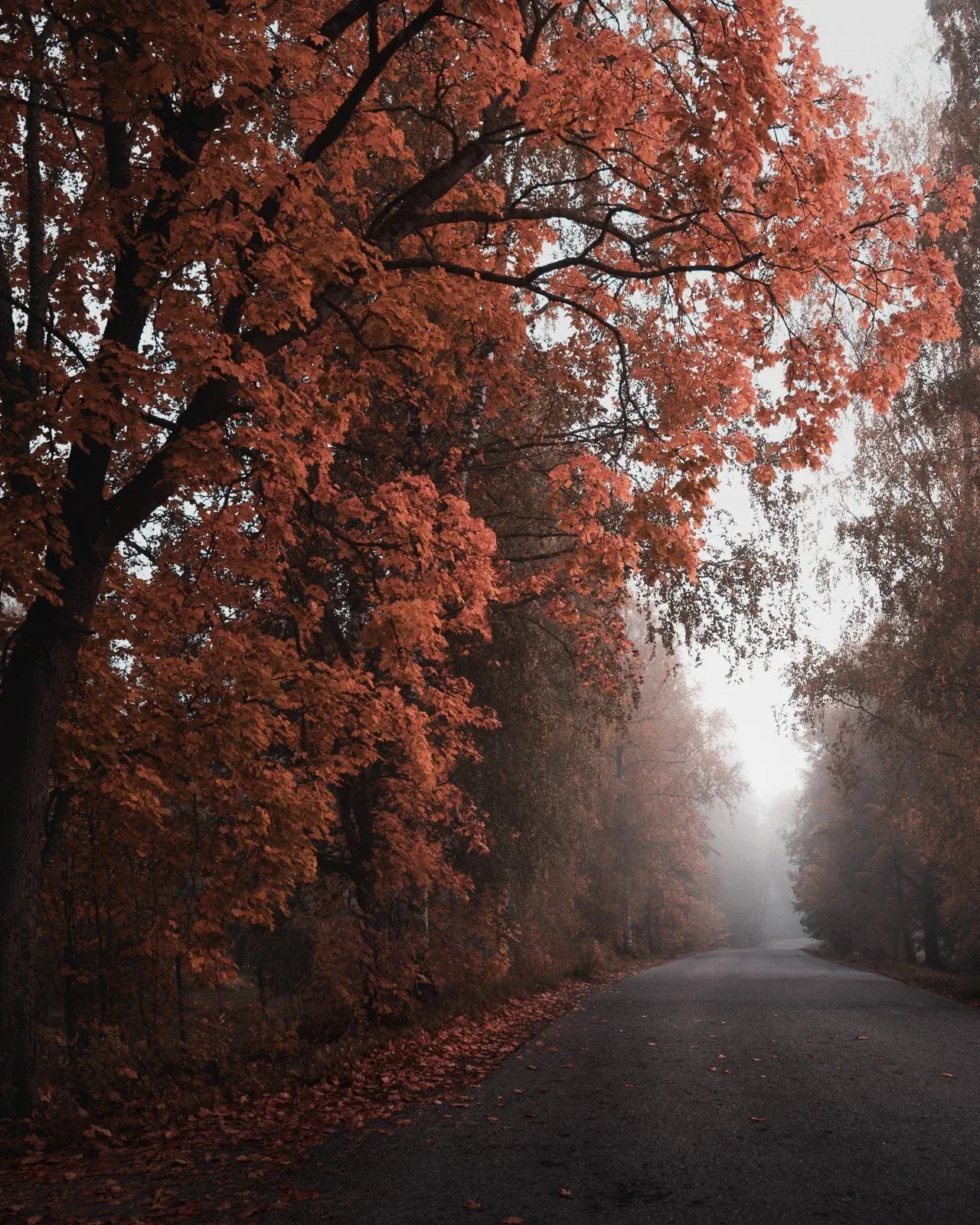 Mikko Lagerstedt – Autumn road – Tuusula, Finland 2021