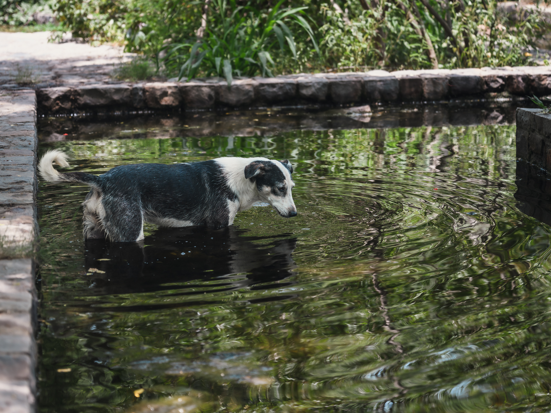 A black-and-white dog stands belly-deep in a shallow garden pool surrounded by rippling reflections.