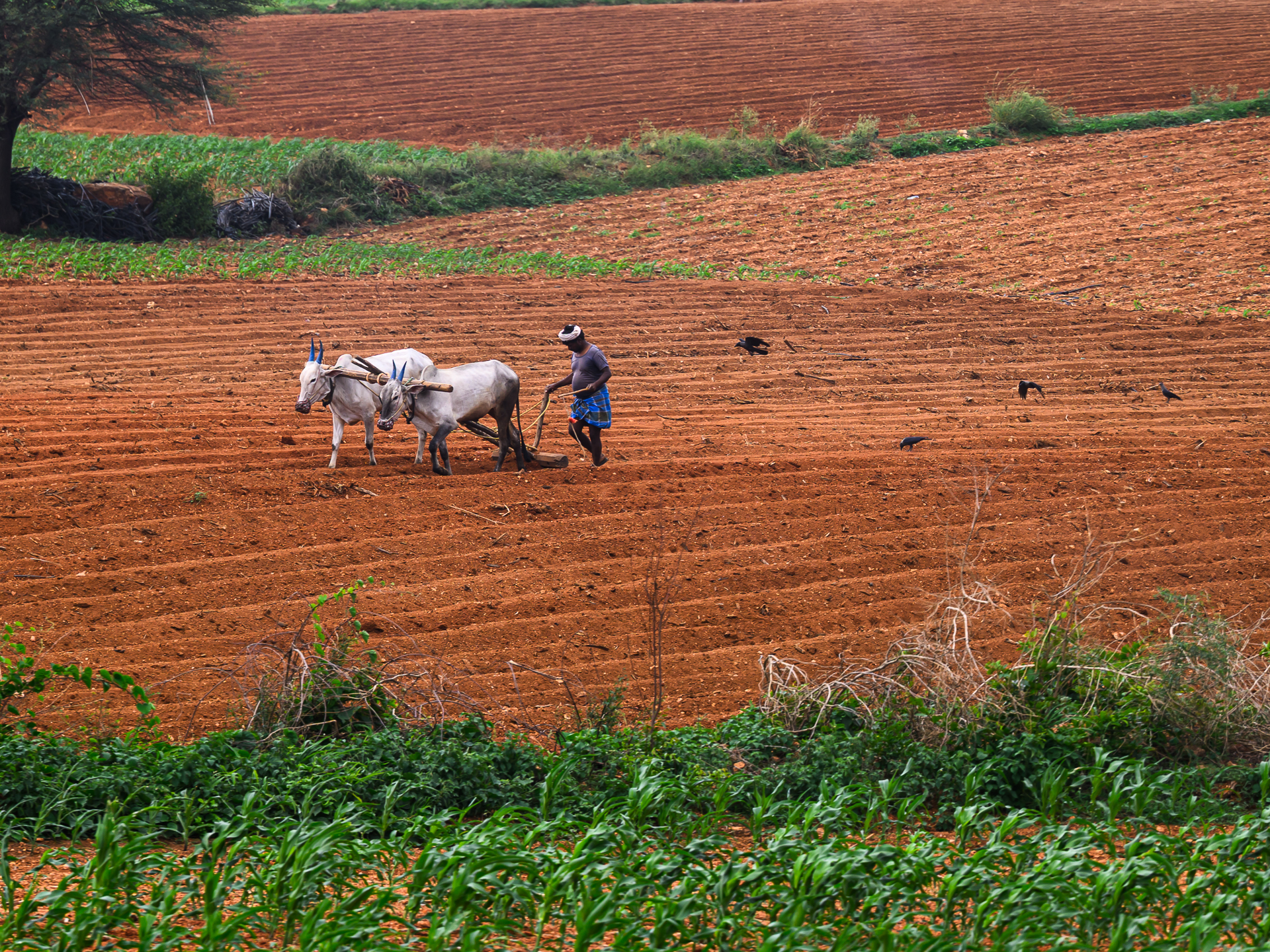 A farmer guides two white oxen through furrowed red soil while black birds follow.