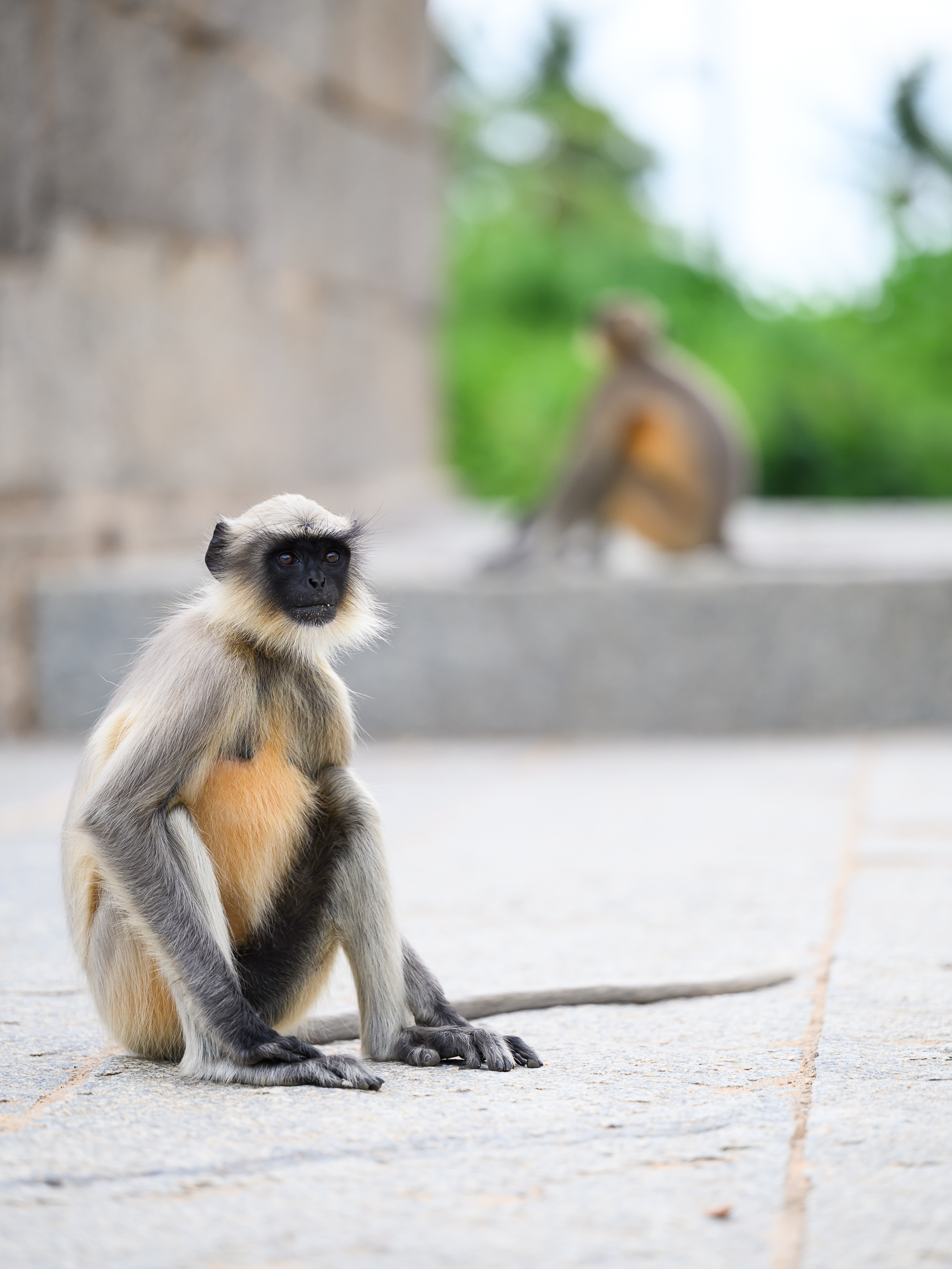 A grey langur sits on pale stone with a second langur softly blurred in the background.