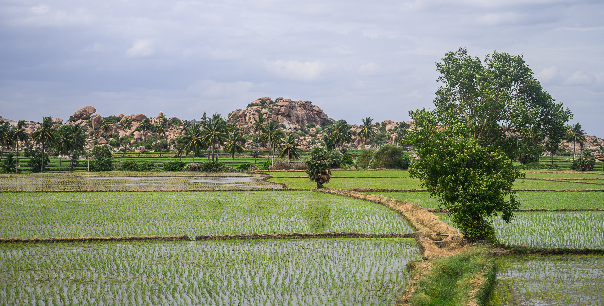Flooded green rice fields lead towards palm trees and rounded granite hills beneath a cloudy sky.