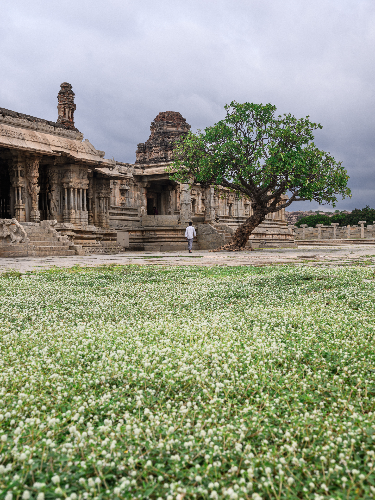 A lone tree and temple ruins rise beyond a field of small white flowers beneath dark clouds.