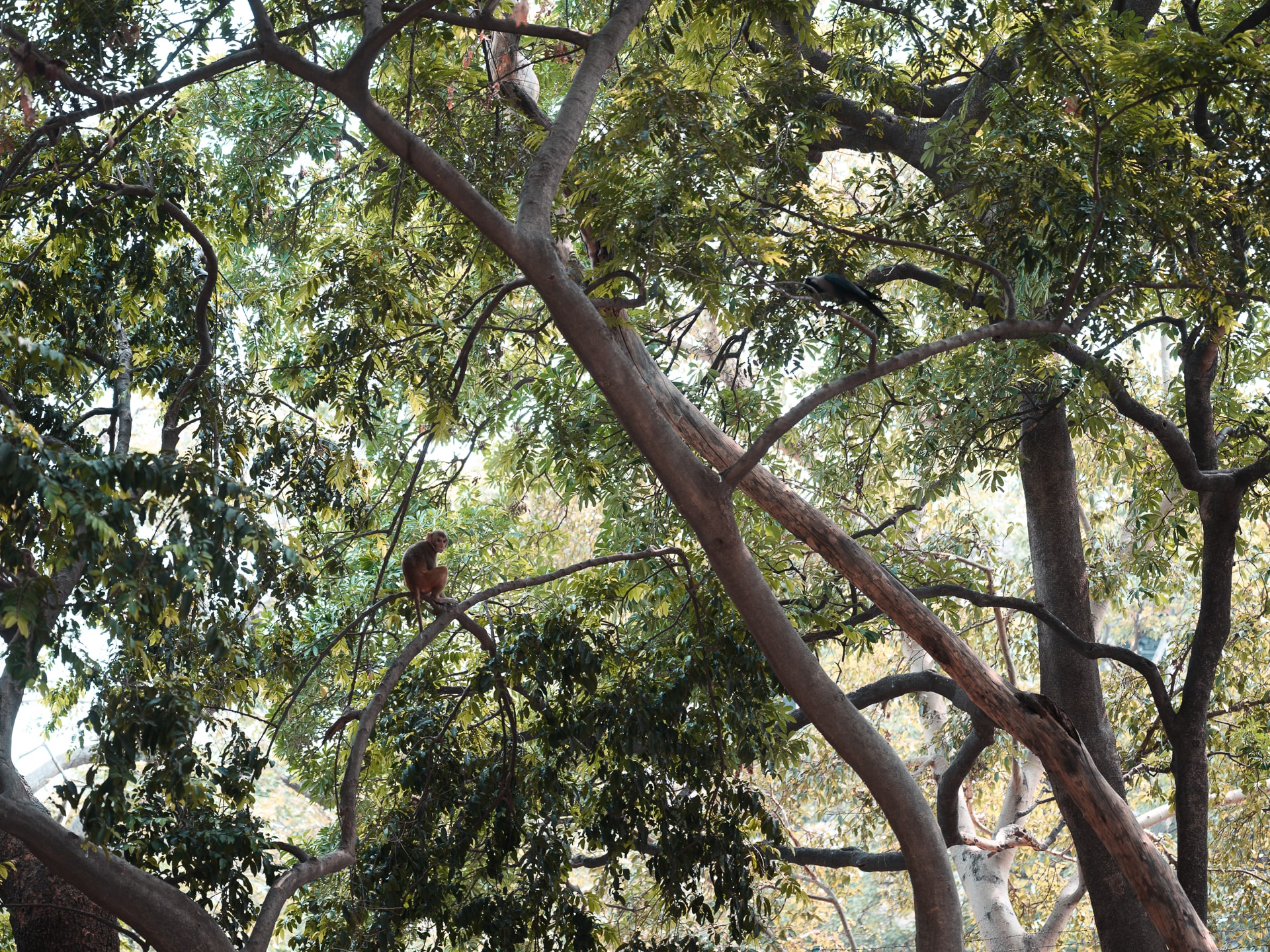 A monkey rests on a branch high in a dense green tree canopy while a black bird perches nearby.