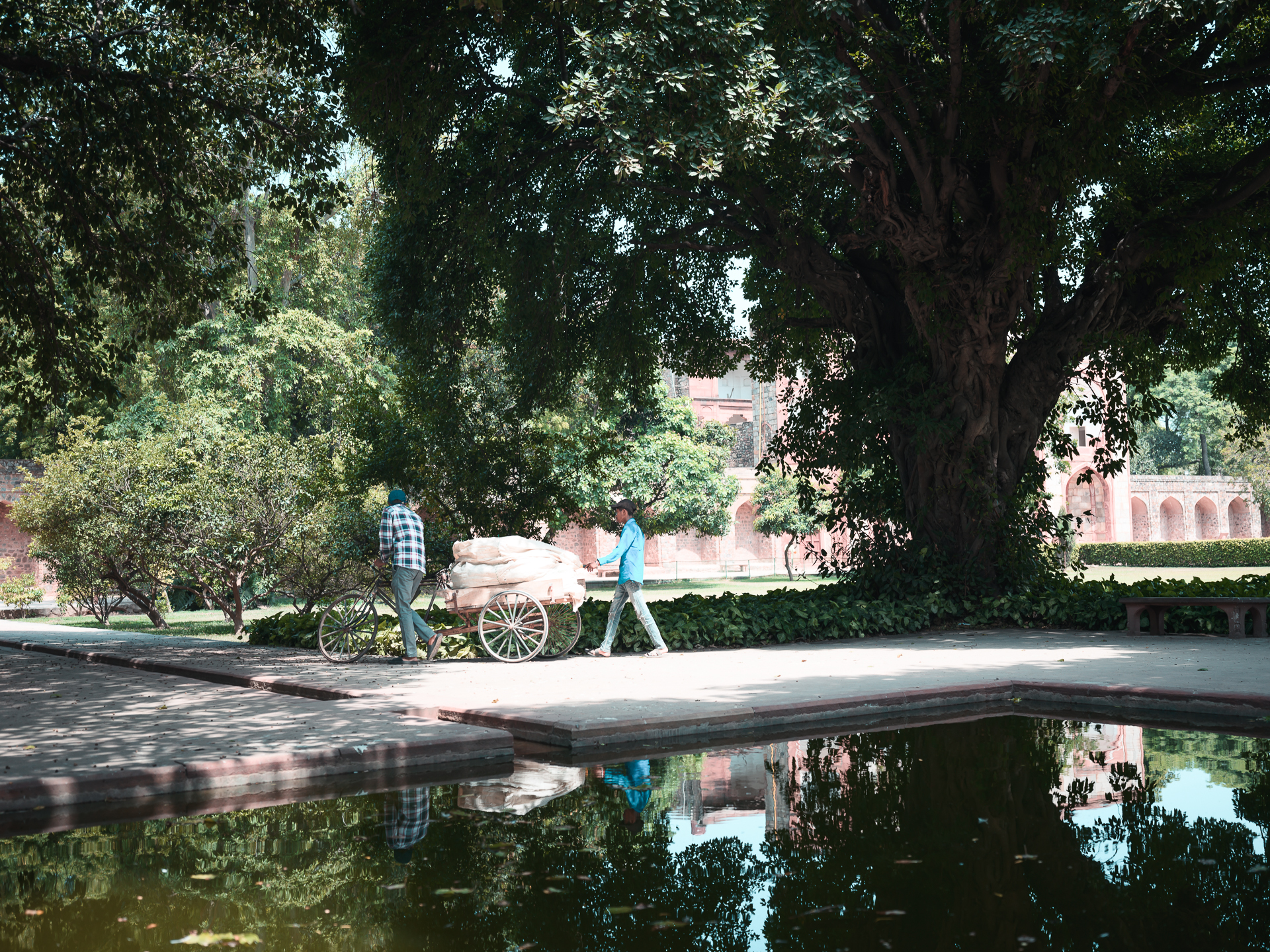 Two men push a loaded handcart beneath a large shaded tree beside a reflecting pool.