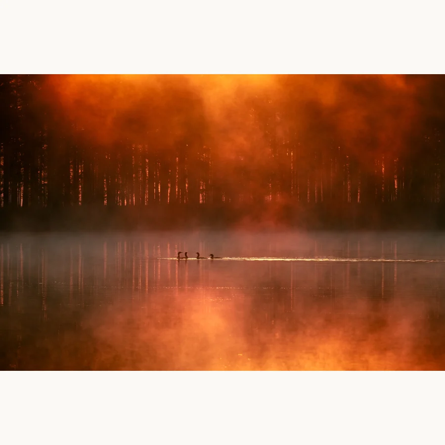 A Quiet Dance Of A Morning, a licensing image by Mikko Lagerstedt