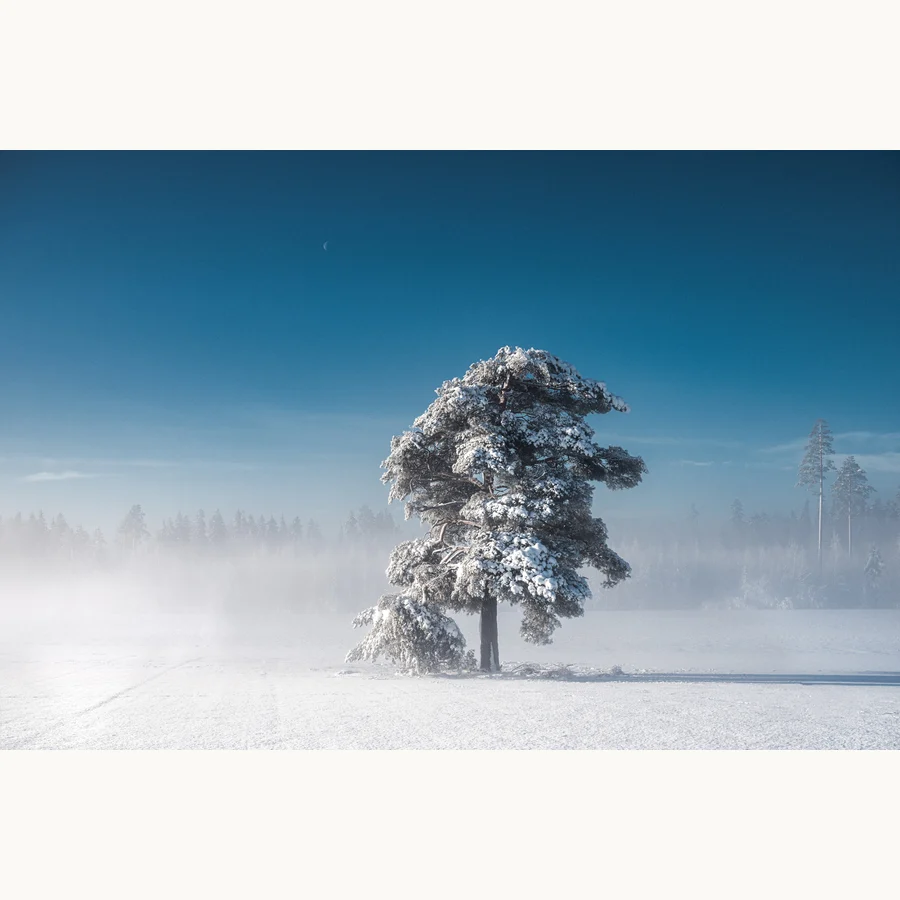 Moon And The Tree, a licensing image by Mikko Lagerstedt