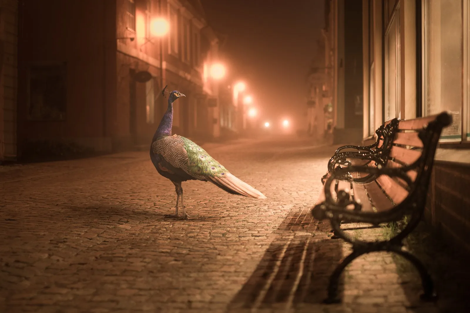 Night Animals: Peacock, a dreamlike composite landscape from the Dream collection by Mikko Lagerstedt.