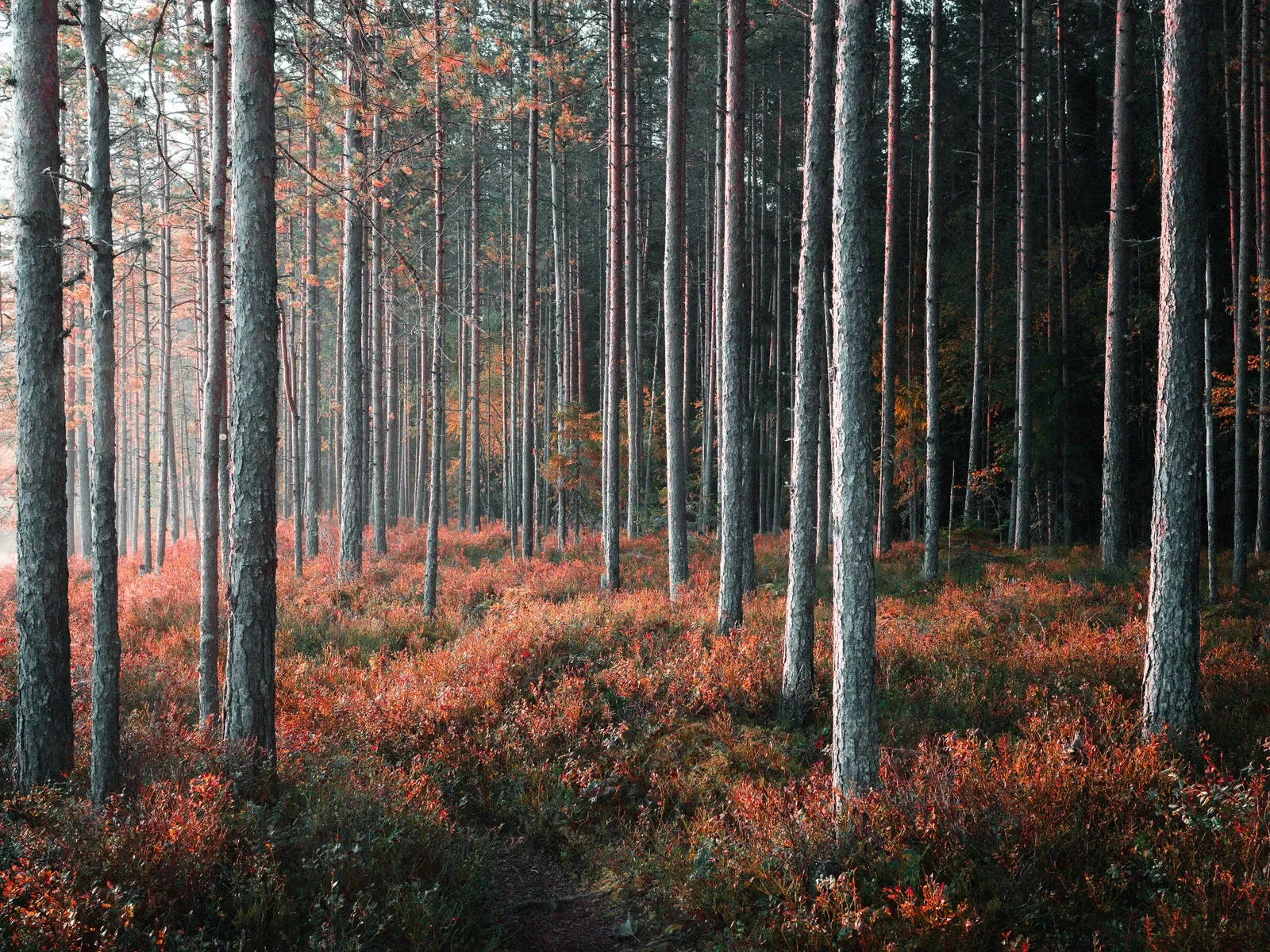 Rhythm of the Pines, a minimal fine art landscape photograph from the Harmonia collection by Mikko Lagerstedt.
