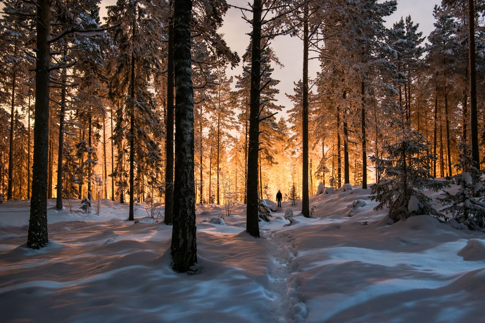 Quiet winter forest beneath a glowing night sky