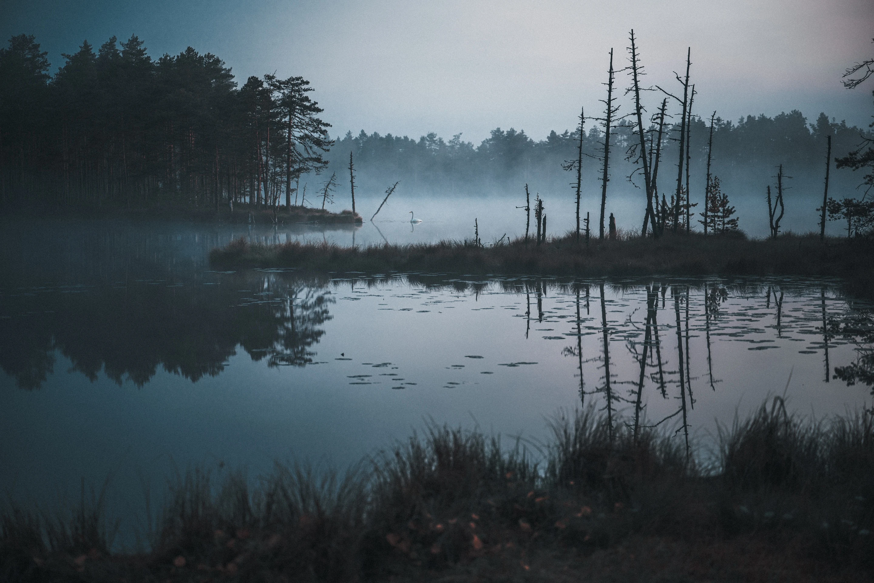 Swan moving through fog on still dark water