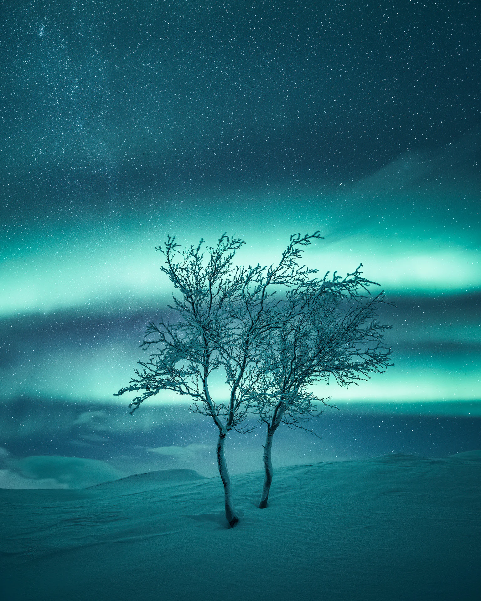 Two trees beneath green northern lights on an open fell landscape