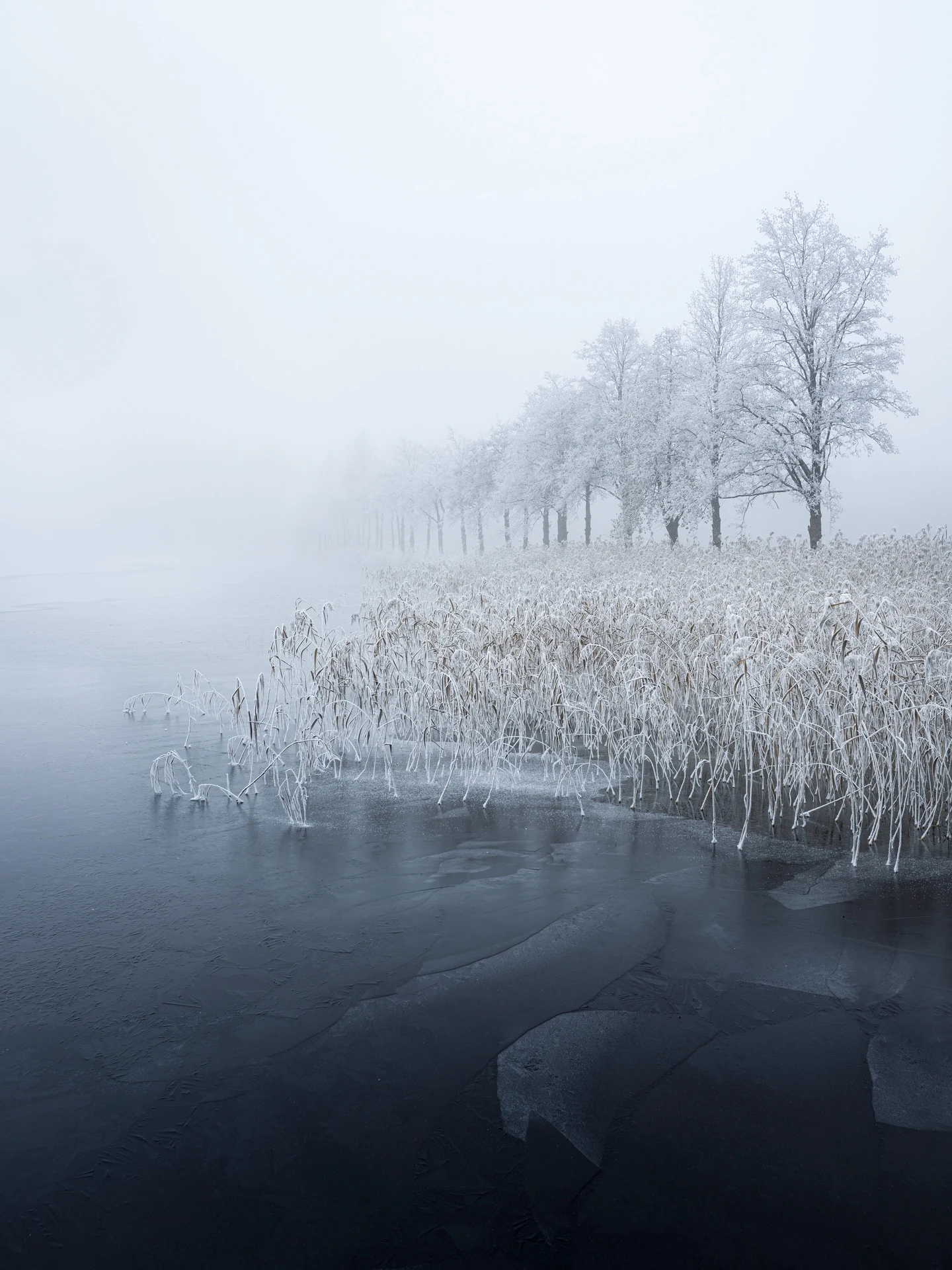 Solitary winter tree standing at the edge of pale mist and stillness