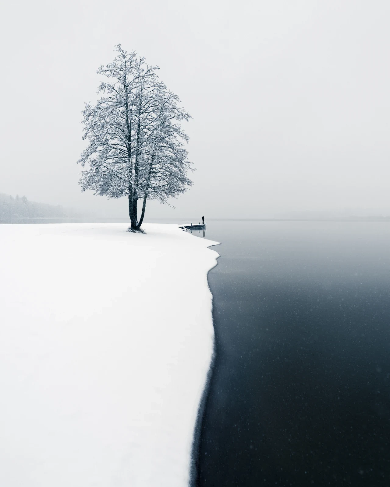 Familiar shoreline tree transformed by first snow and still water