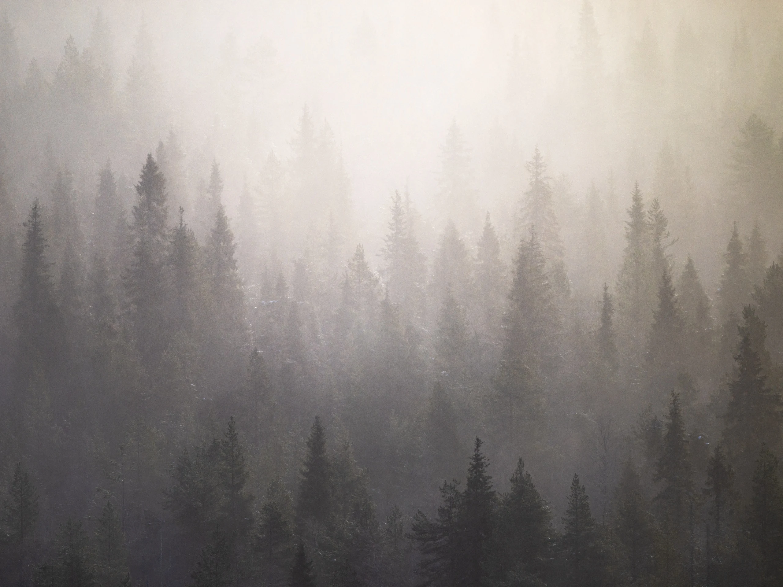 Wide winter landscape in quiet balance with bare trees and open sky