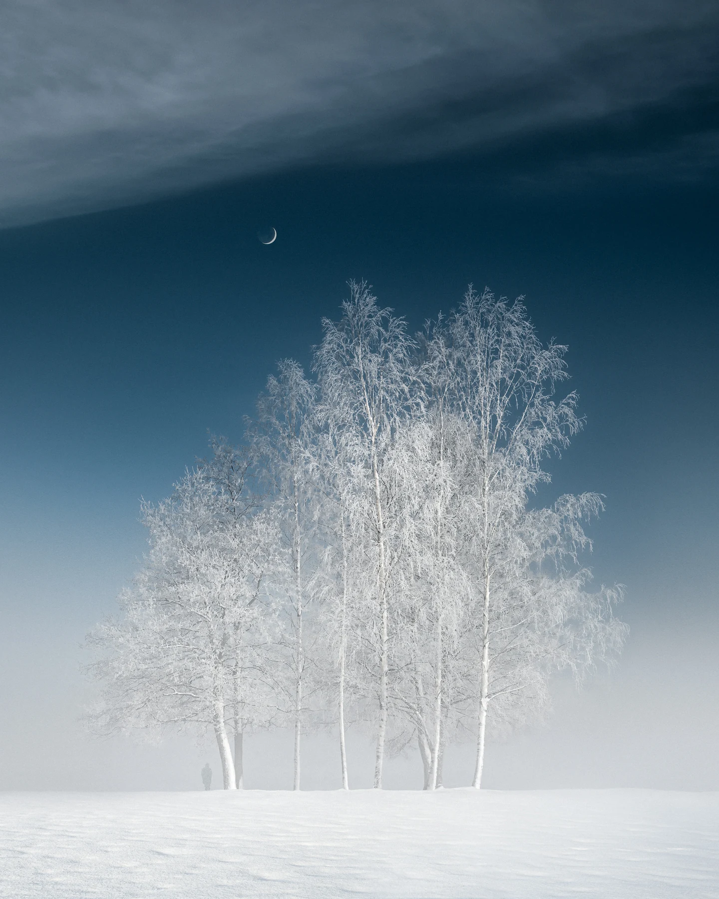 Winter trees and pale shoreline softened by morning mist