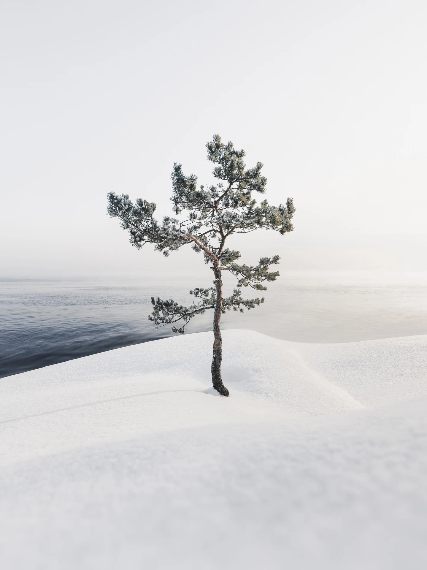 Solitary winter tree standing firm beside open water