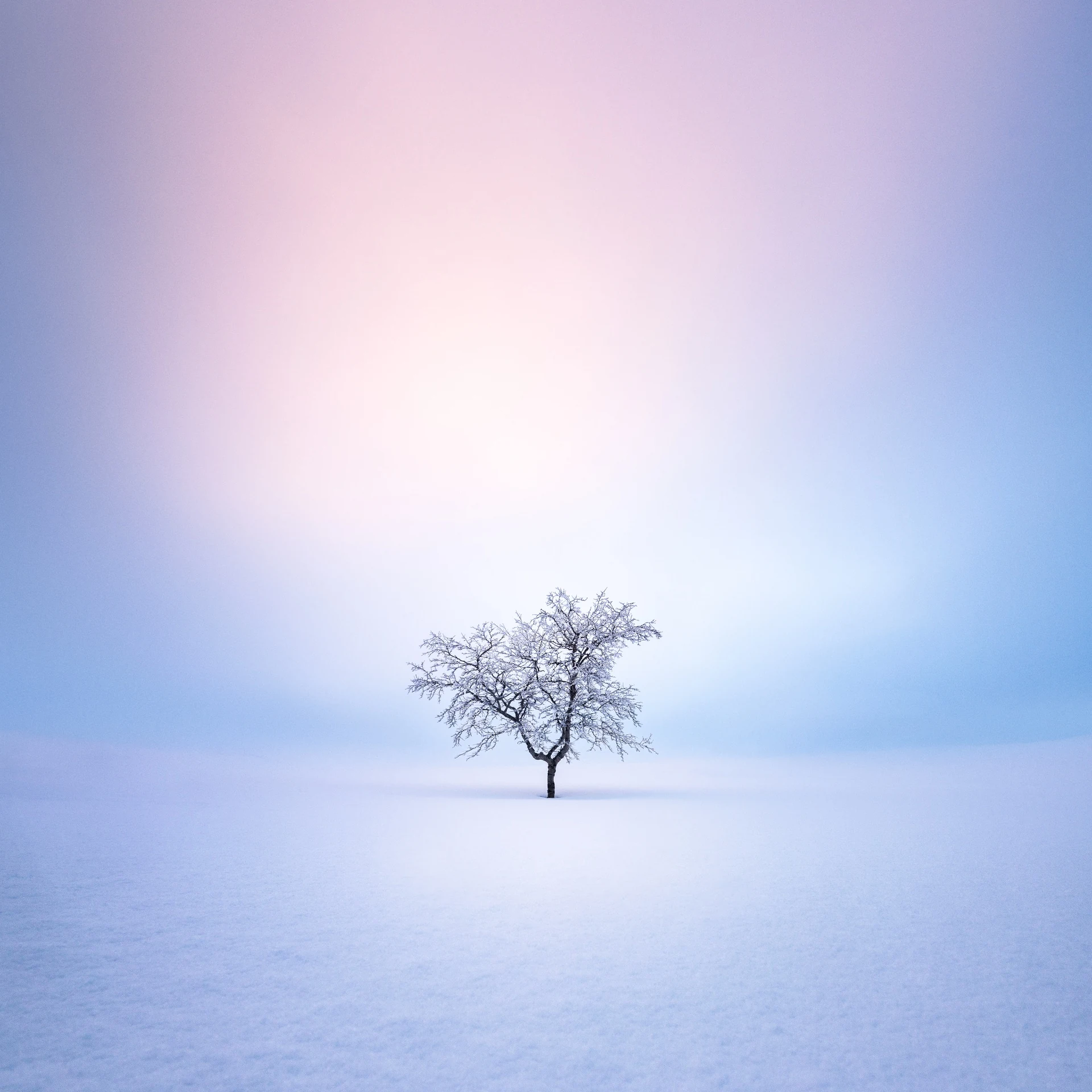 Frost-covered birch tree standing alone between snowy fells at dawn