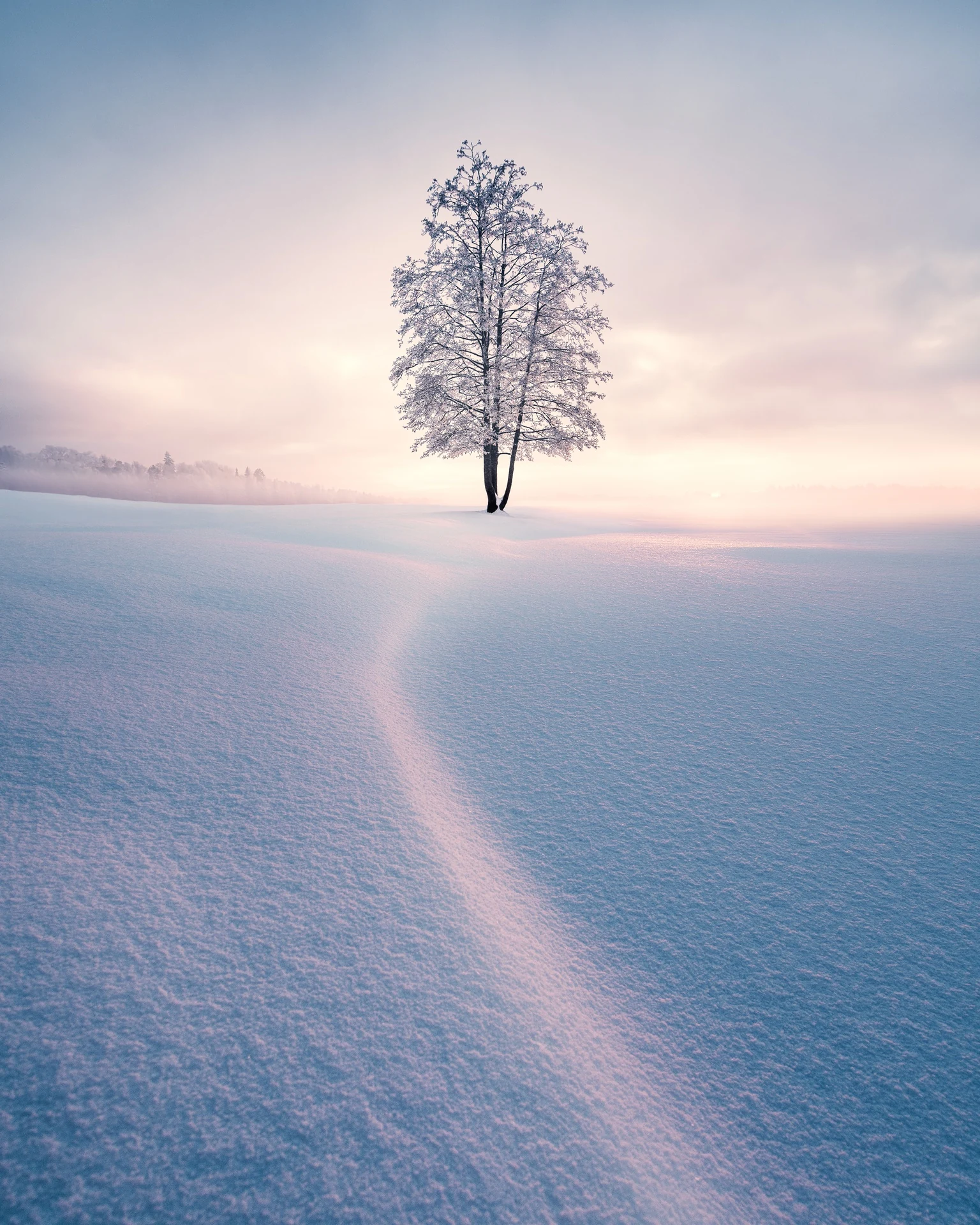 Lone winter tree in fading light against a quiet pale sky