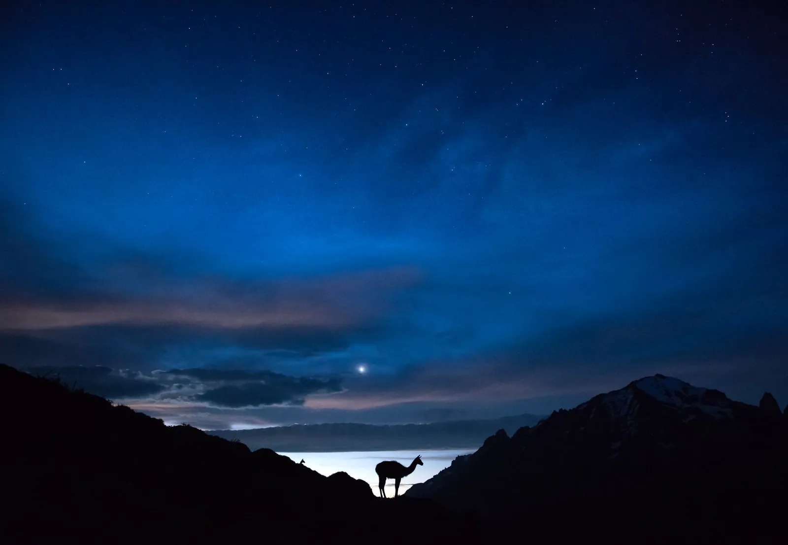 Guanaco, a Patagonian landscape photograph from the Patagonia collection by Mikko Lagerstedt.
