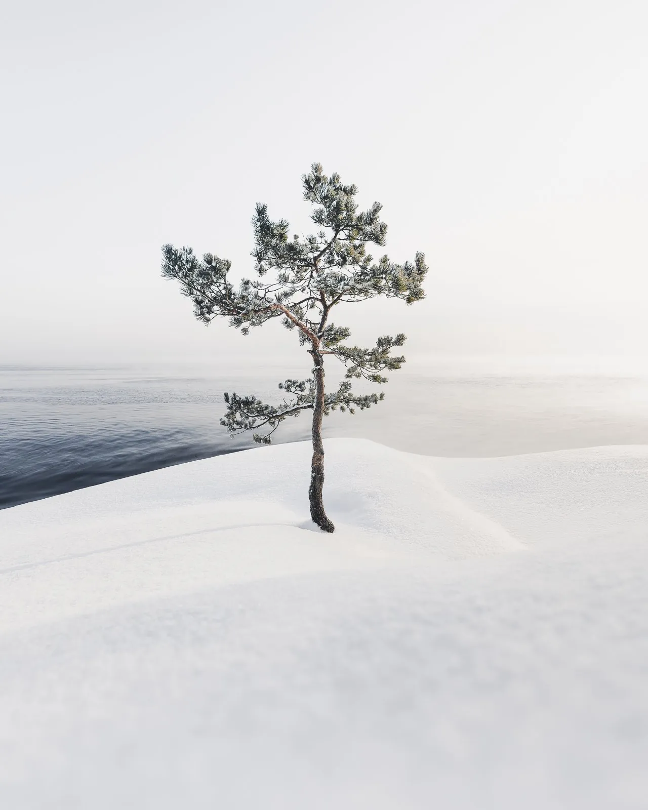 Resilience, an atmospheric landscape photograph from the Recent collection by Mikko Lagerstedt.