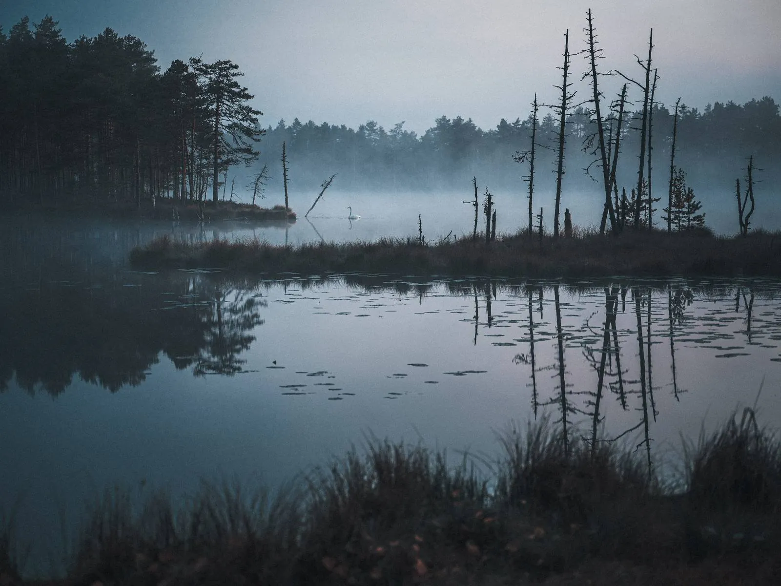 Elegance in the Mist, an atmospheric landscape photograph from the Recent collection by Mikko Lagerstedt.