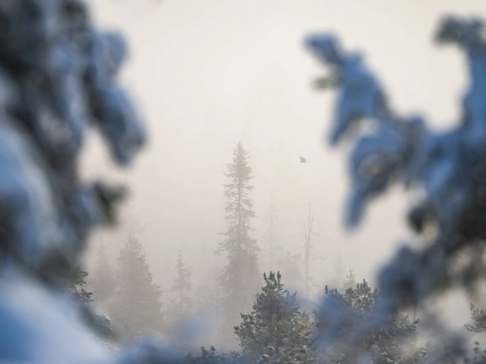 Frozen in Time, an atmospheric landscape photograph from the Recent collection by Mikko Lagerstedt.