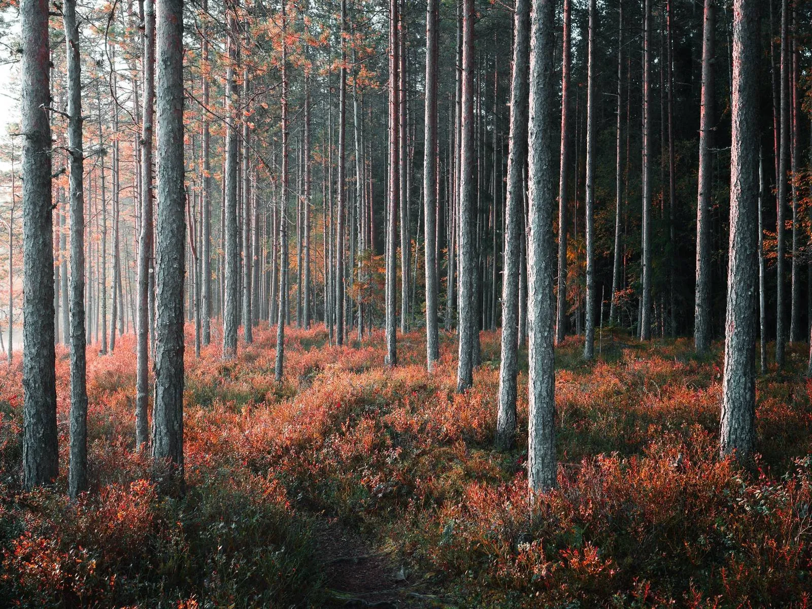 Rhythm of the Pines, an atmospheric landscape photograph from the Recent collection by Mikko Lagerstedt.