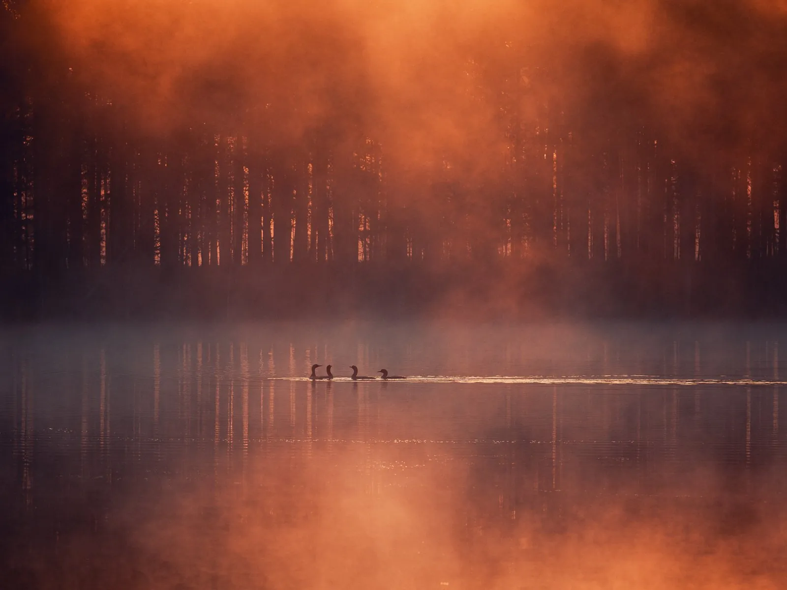 Quiet Dance of a Morning, an atmospheric landscape photograph from the Recent collection by Mikko Lagerstedt.
