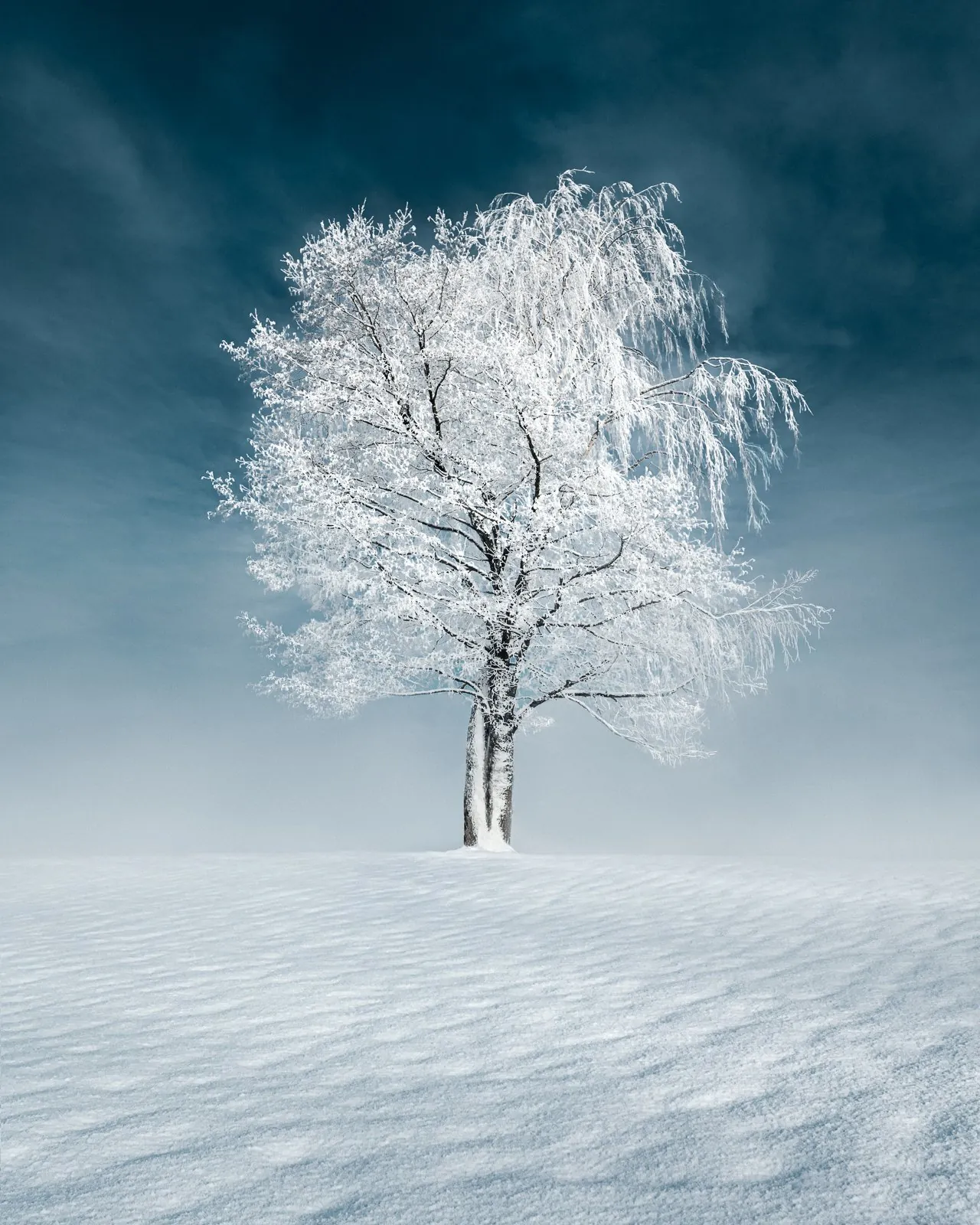 Wonder, a minimal winter landscape photograph from the Resilience collection by Mikko Lagerstedt.