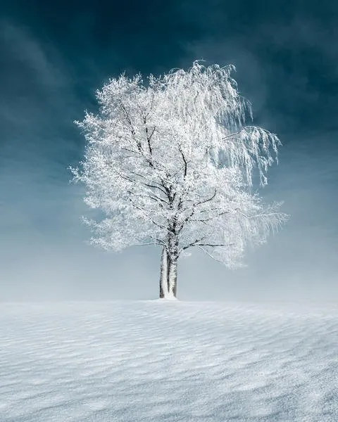 Snow-covered tree beside still winter water from the Resilience gallery by Mikko Lagerstedt