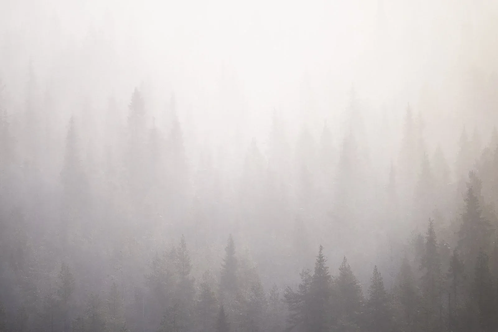 Foggy northern forest photographed for campaign and licensing use by Mikko Lagerstedt