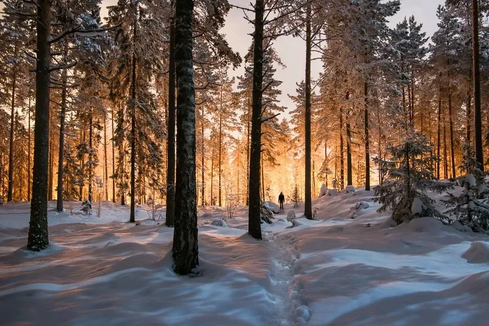 A quiet winter forest beneath a glowing night sky in Nokia, Finland