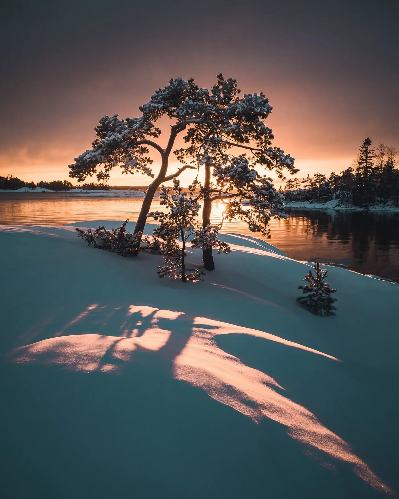 A small cluster of winter trees glowing in soft sunset light beside open water in Inkoo