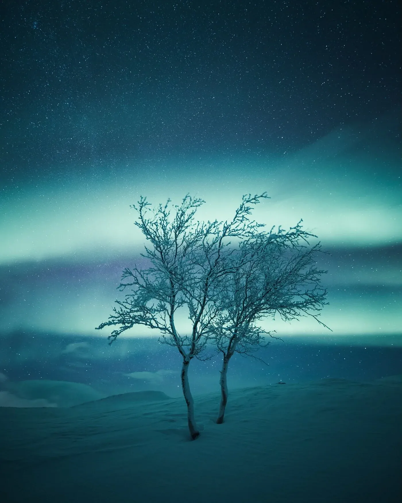 Two trees under green northern lights on open tundra in Kilpisjarvi