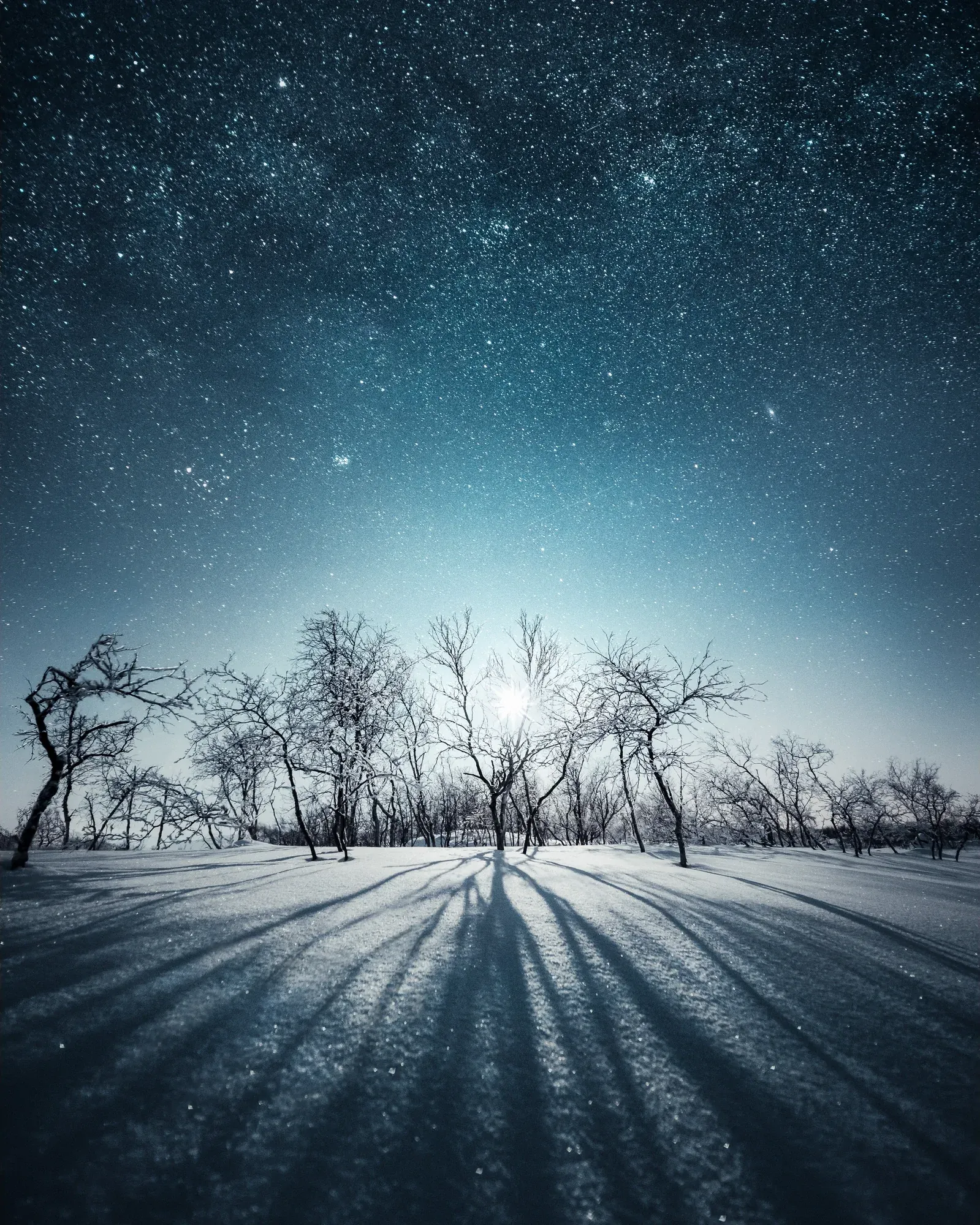 Snow-covered dwarf birch trees casting long blue shadows across moonlit snow in Lapland